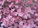 5 Flowering PINK DOGWOOD Cornus TREE Seeds