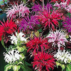 50+ Monarda Panarama Mix Bee Balm Flower Seeds / Deer Resistant/ Drought Tolerant Perennial 50+ Monarda Panarama Mix Bee Balm Flower Seeds / Deer Resistant/ Drought Tolerant Perennial