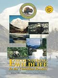 Encountering Wildlife In The Canadian Rockies