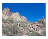 Arizona Cactus at the Tonto National Monument Botanical Photographic Poster Print by LORA PARKS, 20x16