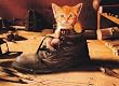 Greeting Cards - Father's Day - (Kitten in Shoe)