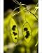 Photographic Prints of Seed pods of Perennial honesty from Ardea Wildlife Pets