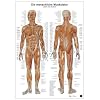 Anatomie-Lerntafel. Die menschliche Muskulatur