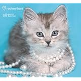 Rachael Hale Cats Wall Calendar (2015)