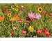 Photographic Prints of Summer flower mix - colourful summer flower mix of cosmea, scarlet flax, from Ardea Wildlife Pets