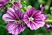 Malva Sylvestris Zebrina. Mallow - 72