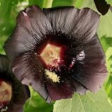 60+ Seeds, Hollyhock 