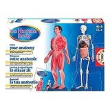 The Human Body - Know Your Anatomy