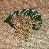 �A�r�V�j�A���@���J 9�Z���`�����[ �i������500g�j�u����20%���ʒ��I�v-���i�e�҂��j-���[����i���[�X�gNo.5)