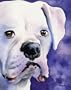 "White Boxer" Dog Art Print Signed by Artist DJ Rogers