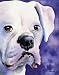 "White Boxer" Dog Art Print Signed by Artist DJ Rogers