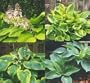 Mixed Hybrid Hosta 20 Seeds - Shade Lover