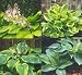 Mixed Hybrid Hosta - 20 Seeds - Shade Lover