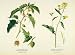 1922 Print Mary E. Eaton Art Clammy Ground Cherry Charlock Field Mustard Flowers - Original Color Print