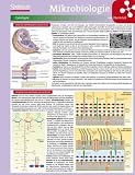 Bild zu: Lerntafel: Mikrobiologie im &Uuml;berblick (Lerntafeln Biologie)