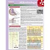 Lerntafel: Mikrobiologie im �berblick (Lerntafeln Biologie)