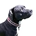 Hide & Drink, Rustic Mayan Dog Collar Handmade :: Tropical Purple Medium