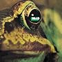 Toad ~ Toad