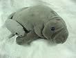 Wishpets Manatee 17" L with Baby 8" L Plush Toy Stuffed Animal