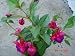 Fuchsia Dollar Princess Plant