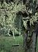 A Swing Hangs from a Tree Draped with Methuselahs Beard Lichens Photographic Poster Print, 18x24