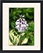 Framed Prints of Hosta flower from Ros Drinkwater