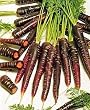 Purple Haze Carrot 100 Seeds - NEW!