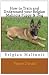 How to Train and Understand your Belgian Malinois Puppy & Dog