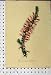 Epacris Autumnalis C1845 Colour Botanical Flower Print