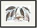 Black Framed/Matted Print 17x23, Coopers, Grubers, Harlan and Harris Buzzards, and Ch...