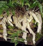 White Rabbit's Foot Fern 4' pot - Davallia - SALE*