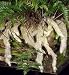 White Rabbit's Foot Fern 4