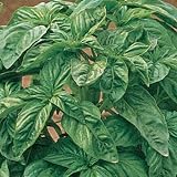Ocimum basilicum - Basilikum  Genovese  original - 100+ Samen
