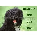 Metall-Warnschild Tibet Terrier, Tibetterrier