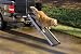 Sporting Goods : Pet Smart Ramp®