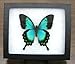 Framed Radiant Swallowtail Butterfly Riker Mount (6