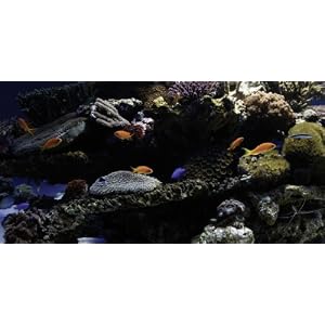Bundle Aquarium Marin + Feu de cheminée [Blu-Ray]