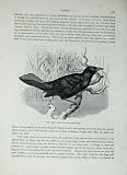 Cassell'S Birds C1870 Great Boat-Tail Quiscalus Major