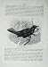 Cassell'S Birds C1870 Great Boat-Tail Quiscalus Major