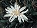 Close-Up of Edelweiss Flowers (Leontopodium Alpinum) Photographic Poster Print by M. Giovanoli, 18x24