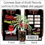 Ghost chili pepper - The hottest pepper in the world!!! 1,000,000 Heat Laval
