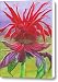 Monarda Canvas Print / Canvas Art - Artist Catherine G McElroy