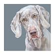 Weimaraner dog SIGNED ltd ed. Fine Art Print