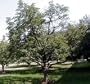 Amur Cork Tree 6 Seeds - Phellodendron amurense -Bonsai