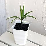 トックリヤシ[ボトルパーム]3号角鉢入り[金運がアップする]