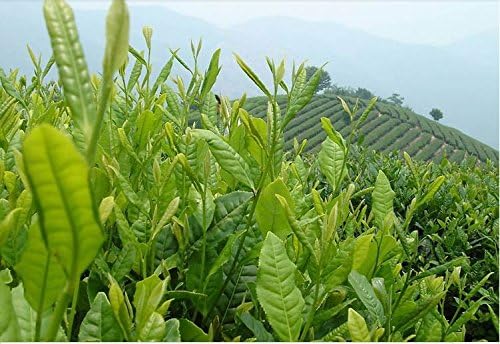 250g Taiwan High Mountains Jin Xuan Milk Oolong Tea, Frangrant Wulong Tea