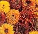 Rudbeckia Cherokee Sunset 50 Seeds