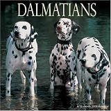 Dalmatians 2008 Wall Calendar