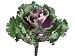 11.5 Ornamental Cabbage Purple Green (Pack of 12)