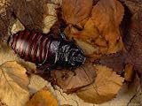 Giant Hissing Cockroach, Male Photographic Poster Print by Sinclair Stammers, 24x18